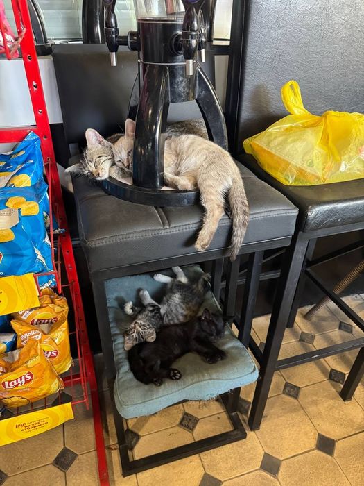 В добрые руки котята