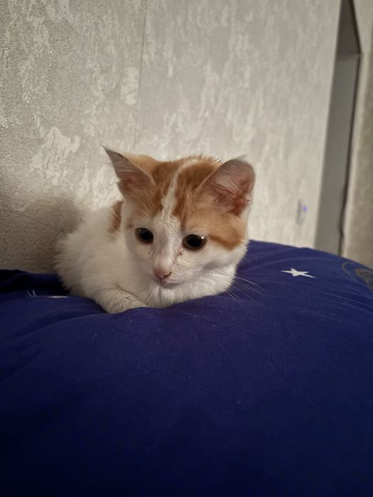 Котенок мальчик в доьрые руки!!