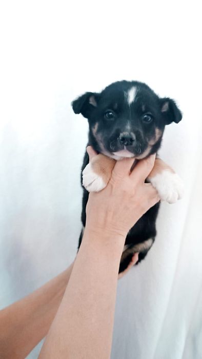 Красотки девочки щенки