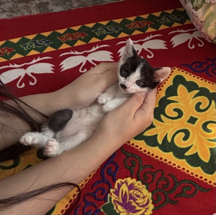 Отдам котёнка-мальчика