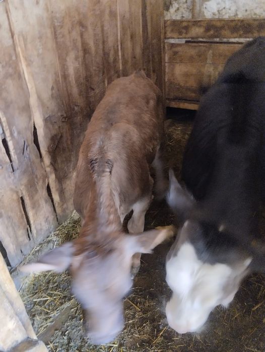 Продам телят бычок и телачка