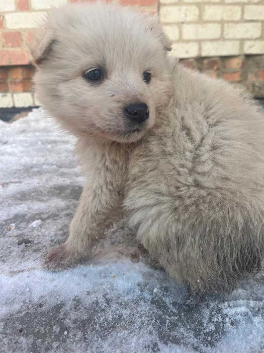 Отдам щенков 2 месяца