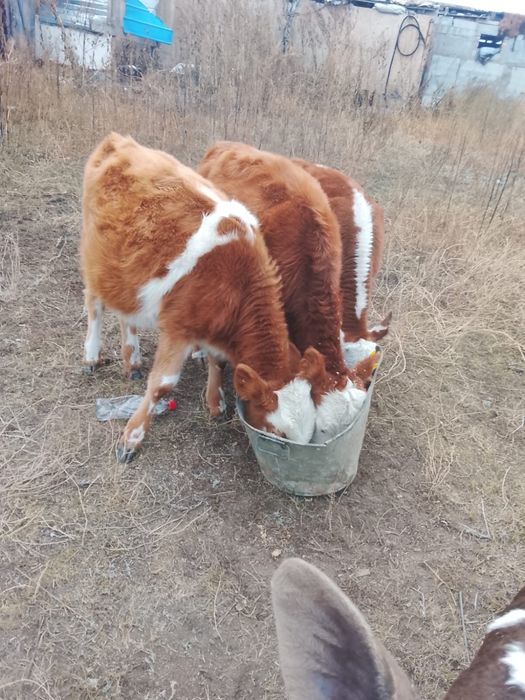 Продам теляты 4 голов