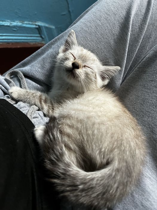 котенок девочка 1.5 месяца