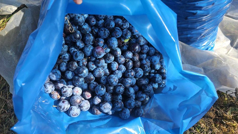 Prune voronești de țuica