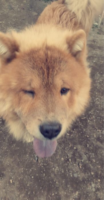 Chow Chow draguți!
