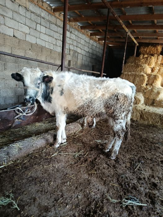 Буқалар сатылады