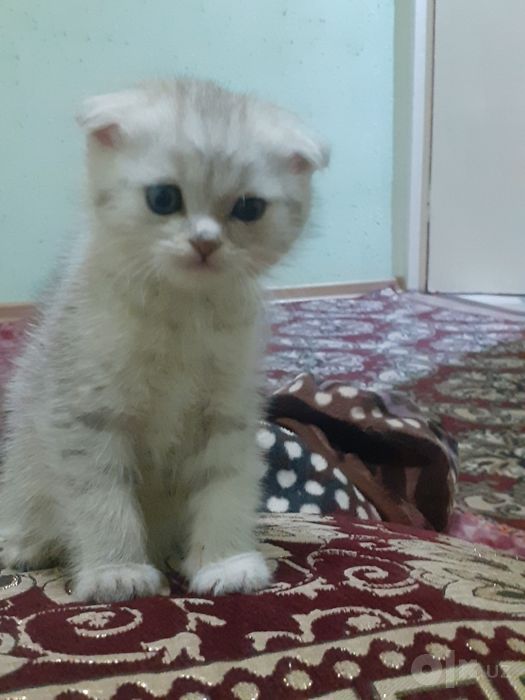 Parodni mushiklar sotiladi