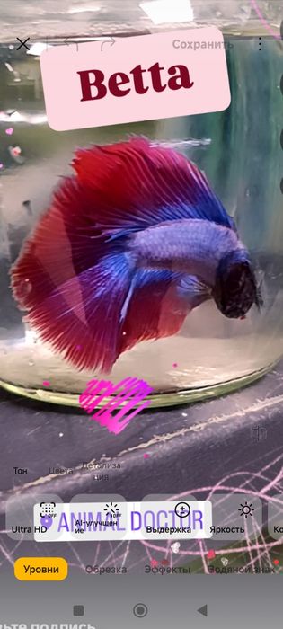 Аквариум с рыбкой петушок