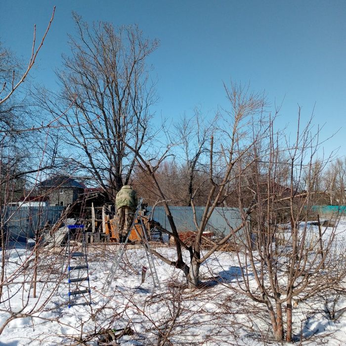 Обрезка плодовых деревьев