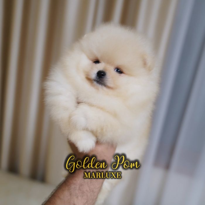 Развъдник  Померан Golden Pom - мъжки померан с FCI родословие