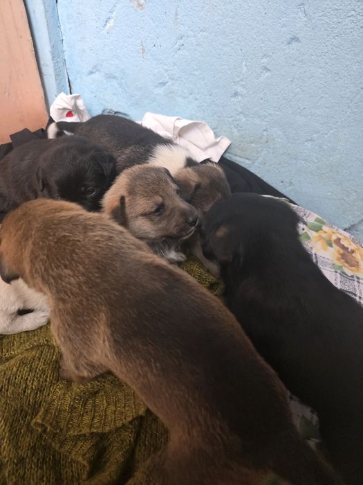 Малыши  в добрые руки