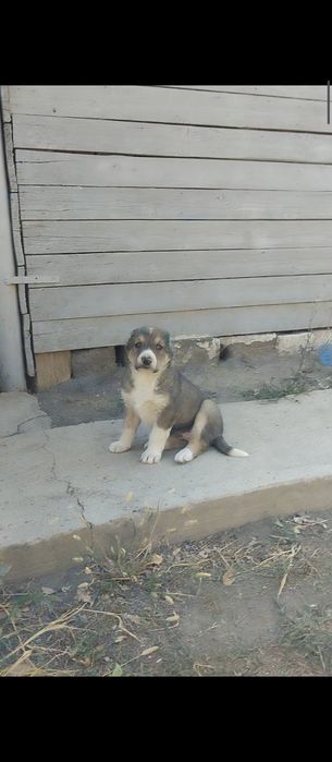Алабай щенки САО Тобет