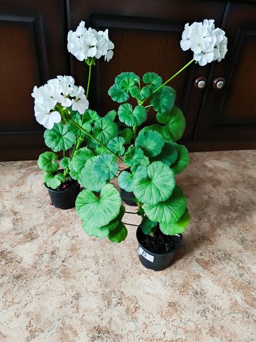 Герань цветущая пеларгония