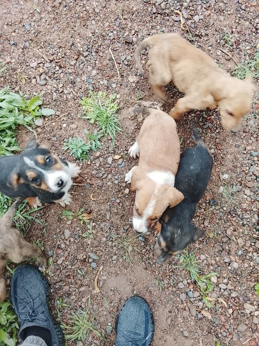 Кушиктер сатилади