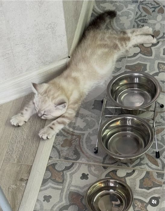 Шотландская скоттиш страйт