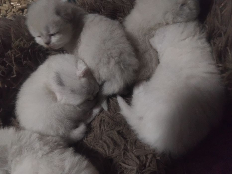 Скотиш фолд старает хеланд бронга