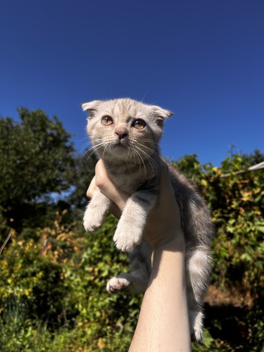 Шотландский котята вислоухие
