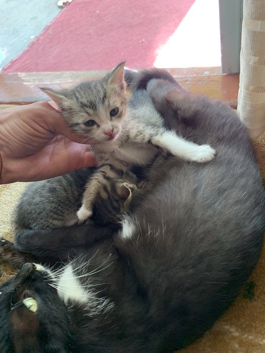 Mushuk. Cat. Кошка