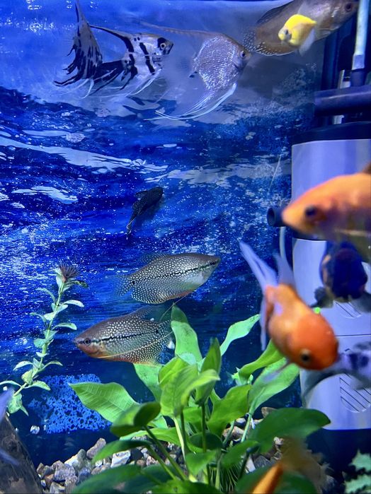 Аквариумные рыбки. мирные породы