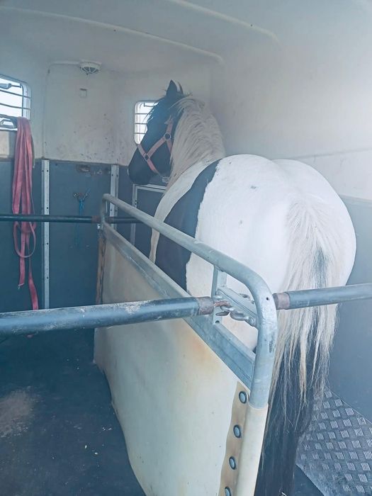 Transport animale,auto/închirieri remorci