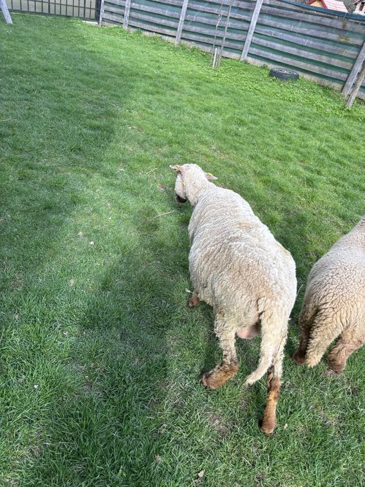 Oaie bună pentru sacrificat