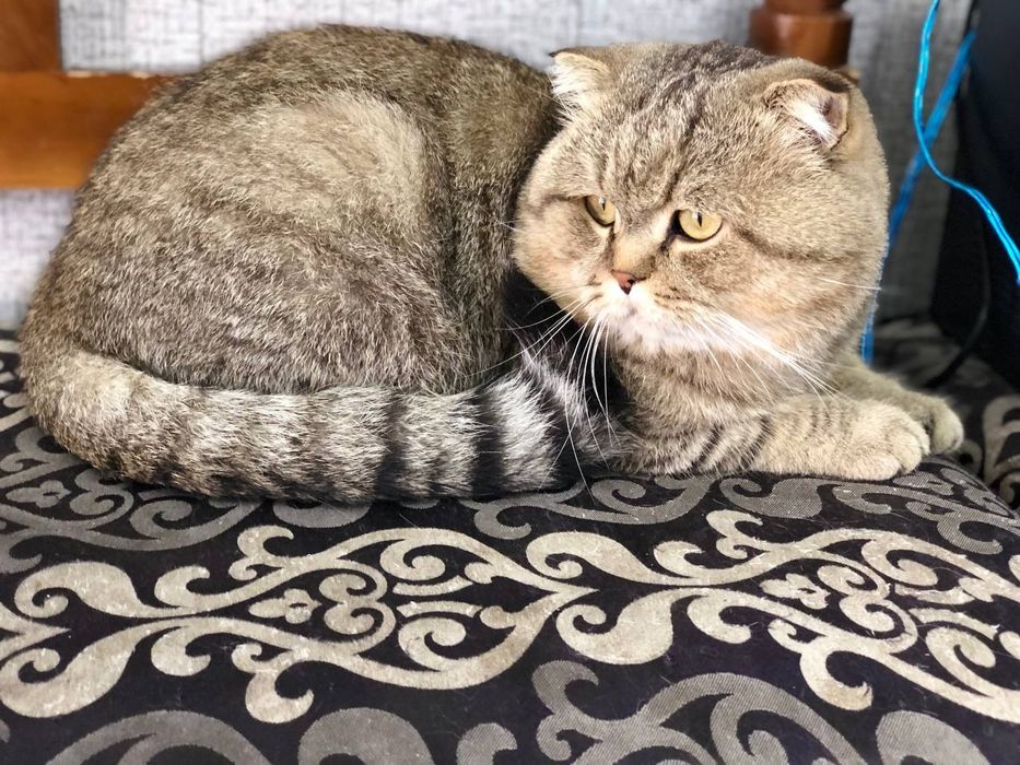 Scottish fold sotiladi