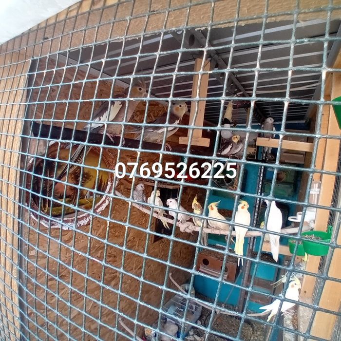 Vând papagali nimfa