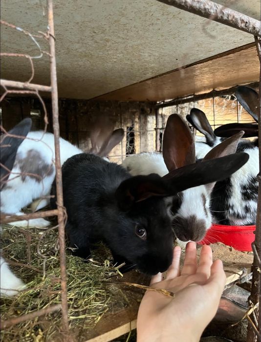 Urias si Fluture German