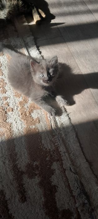 Отдам котят  в добрые руки