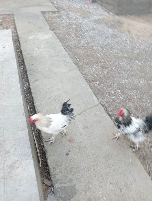 Қораздар былтырғы балапандар