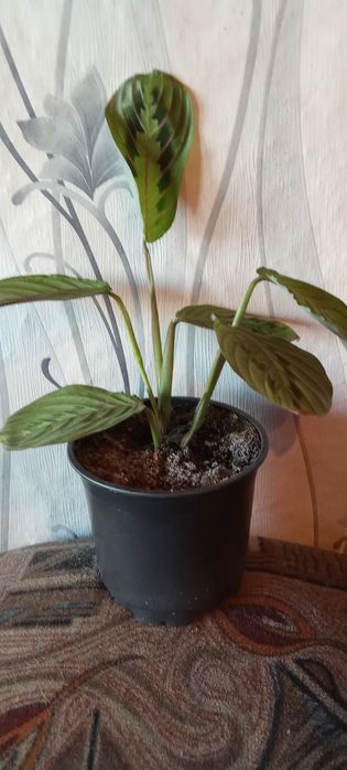 Продам цветы комнатные