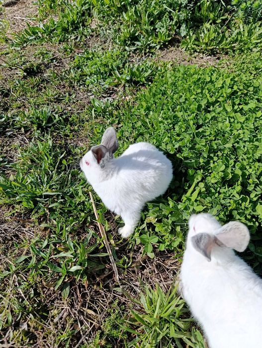 Кролики Калифорния