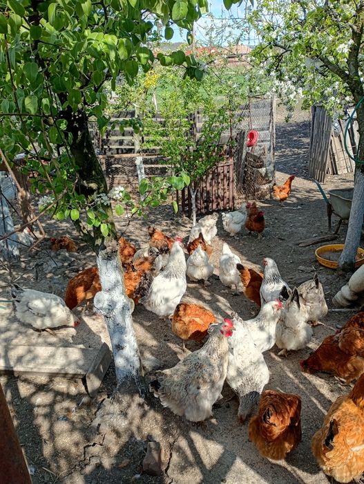 Vând ouă pentru incubat