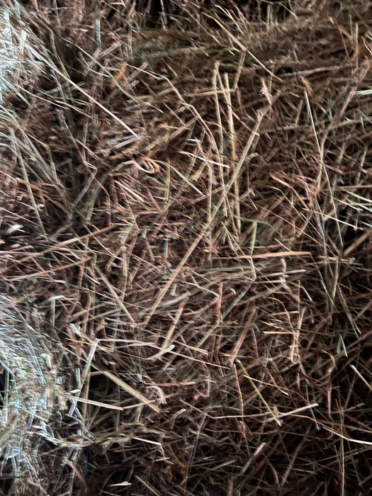 Vand baloti de fan semanatura