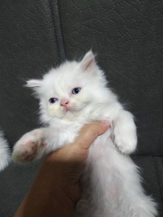 Продаются породистые котята 3 штуки