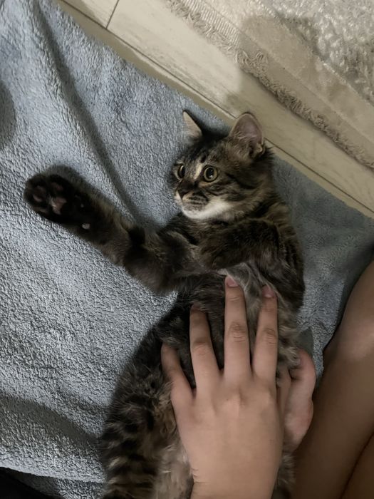 Котёнка Мальчик.