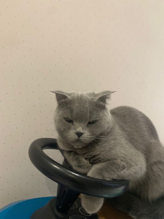 Шотландская вислоухая кошка