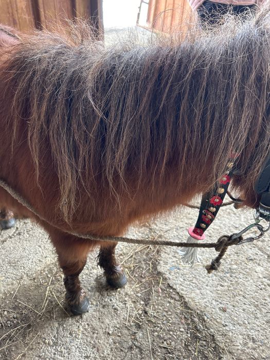 Ponei armăsar de vânzare