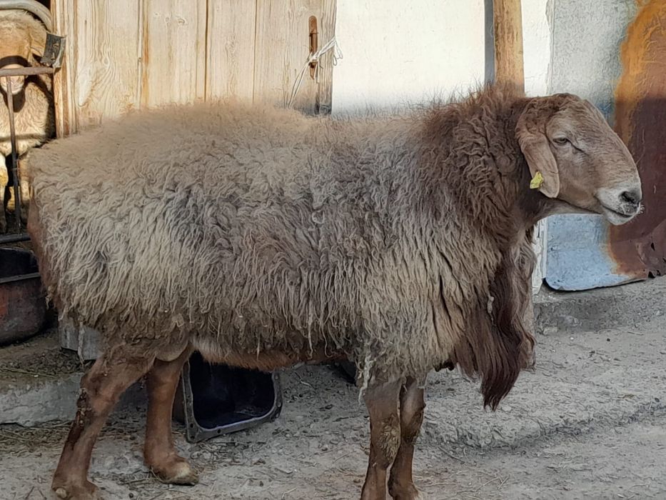 Продам  барана кошкар