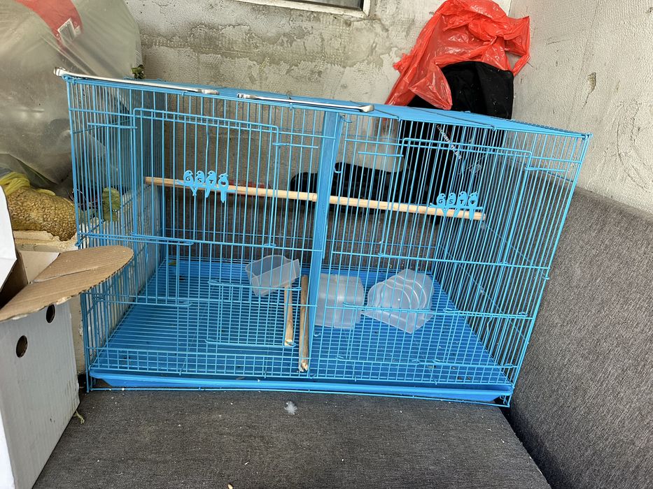 Papagali peruși  standard cu normala cu colivia