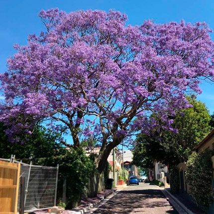 Газон экамиз урамиз англиский стильда  ва рулон газон экамиз ва урамиз