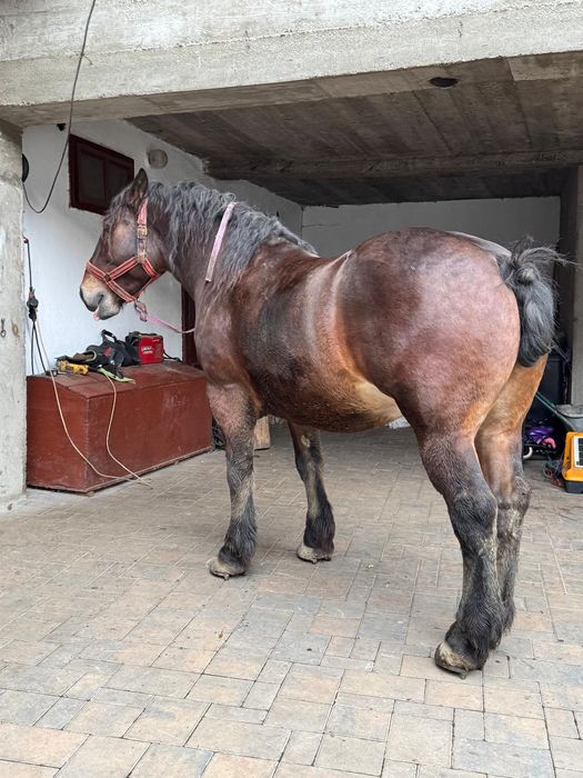 Vând cal de 5 anii  analtime 180 la hreban mai multe detalii  an priva