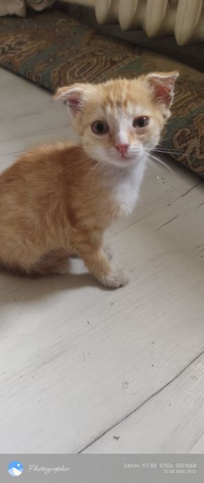 Вислоушка девочка котенок