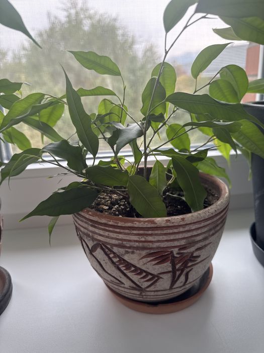 Фикус эластика. Фикус бенджамина