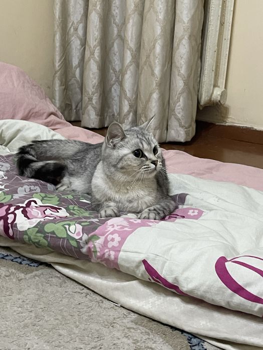 Кошка шотландская