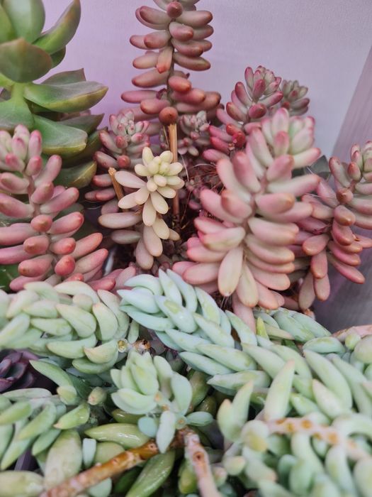 Суккуленты,домашние цветы