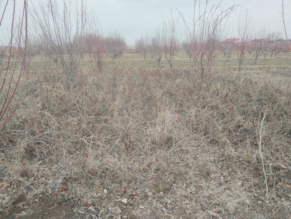 Uzum tok ko'chatlar sotiladi