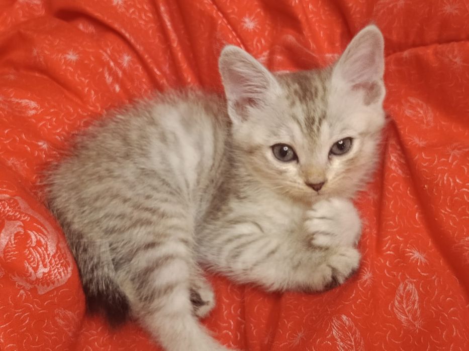 Котенок мальчик американский бобтейл