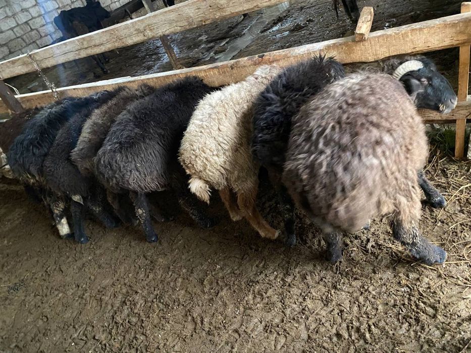 Bugʻoz qoʻy va qoʻchqorlar sotiladi